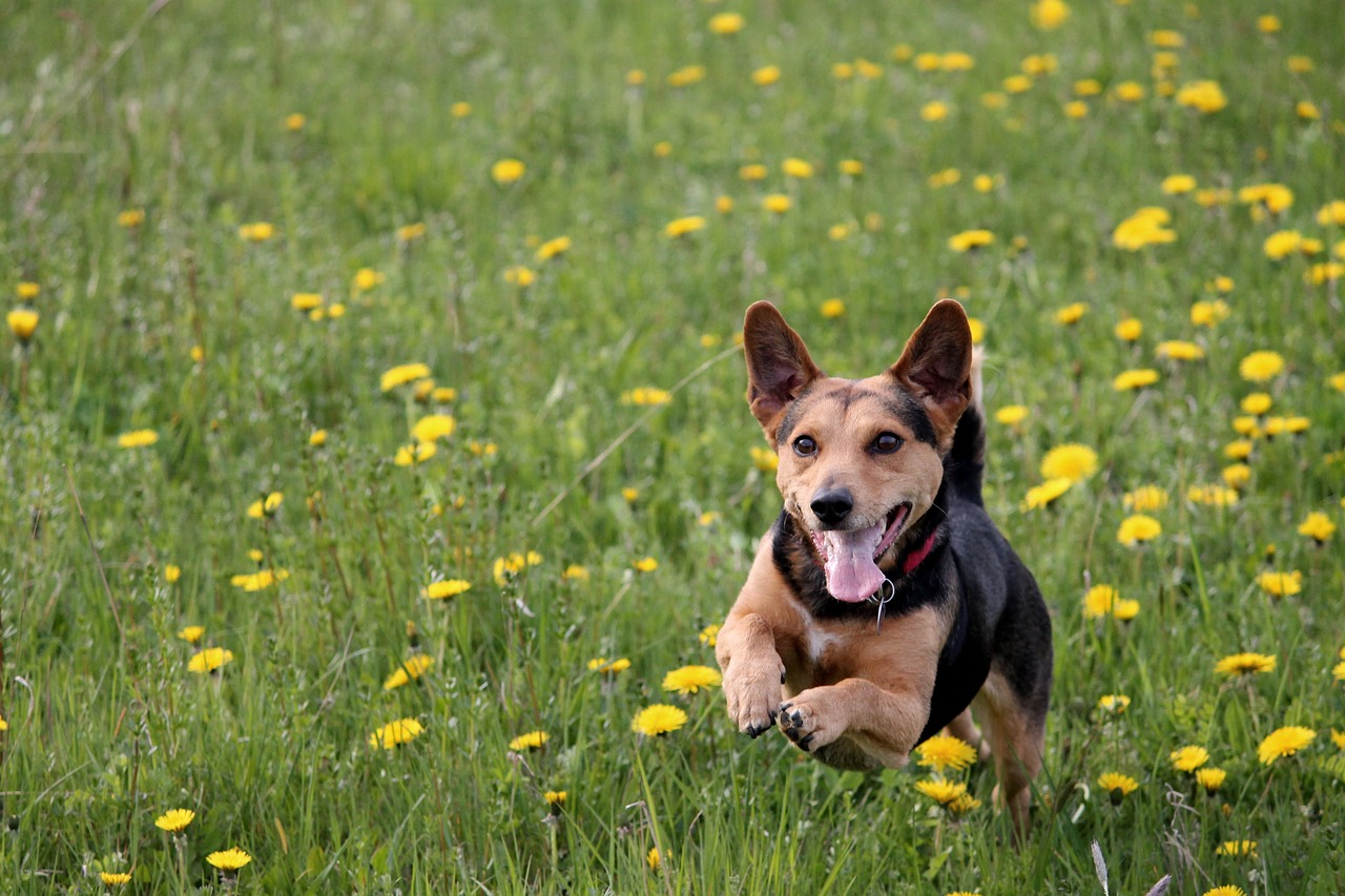 Thank You | Weddington Animal Hospital