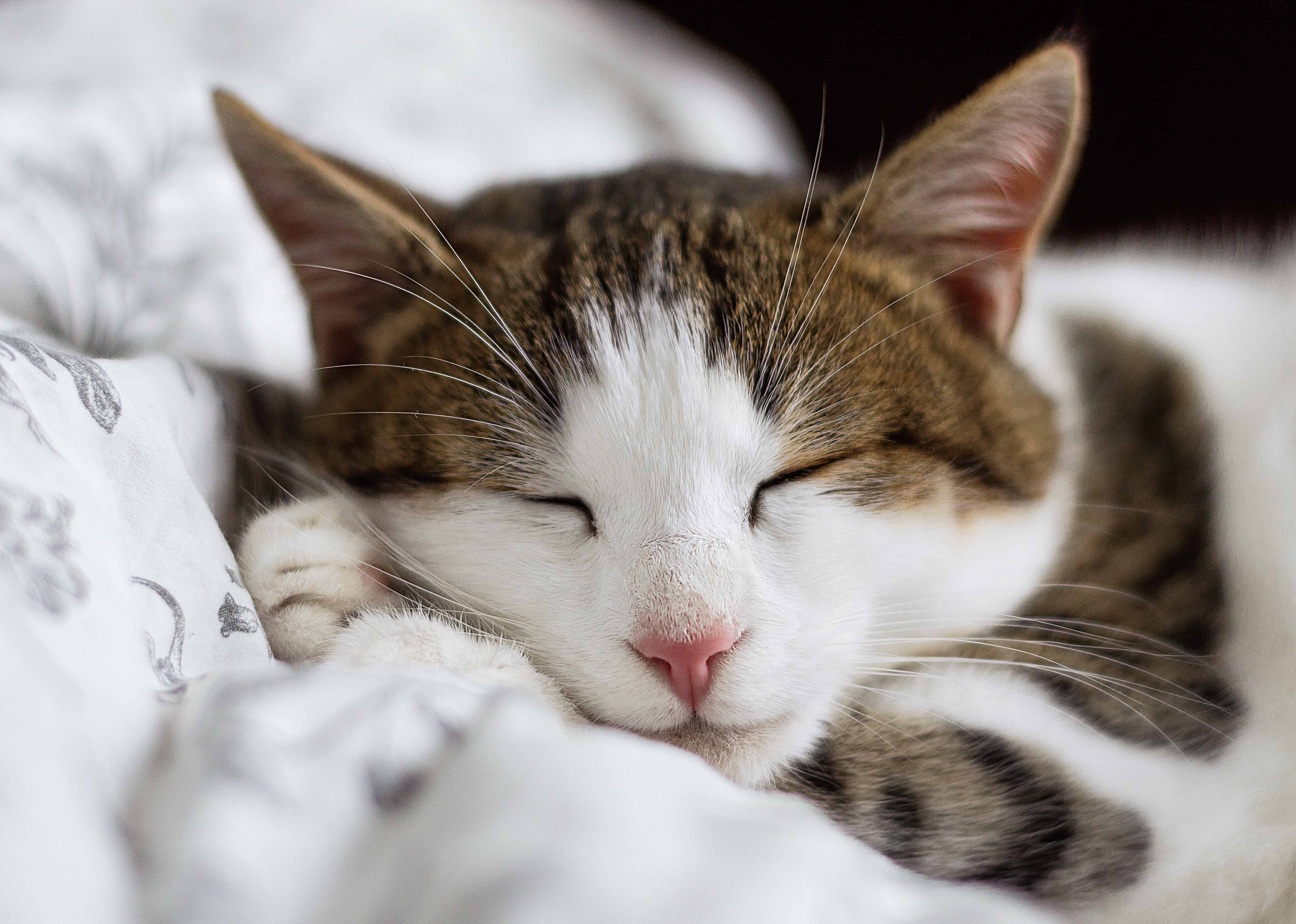 5 Signs Your Cat May Be Stressed