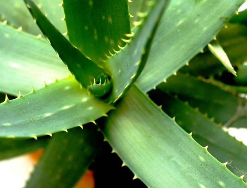 Is Aloe Vera Plant Poisonous To Dogs