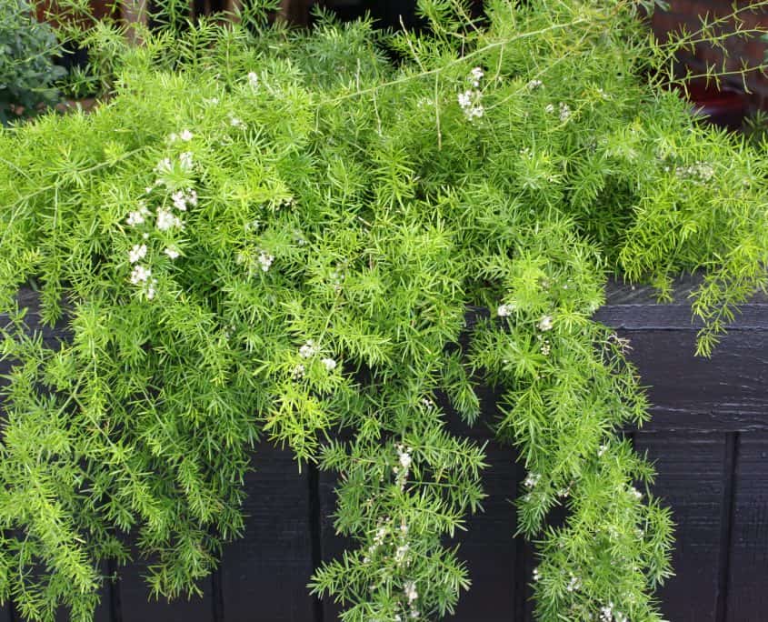 Asparagus Fern