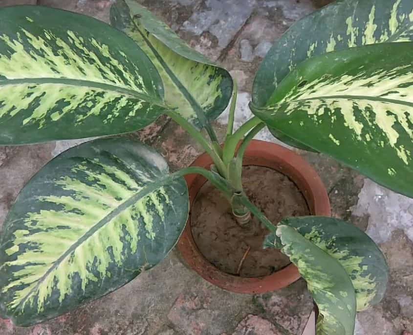 Dumb Cane (Dieffenbachia)