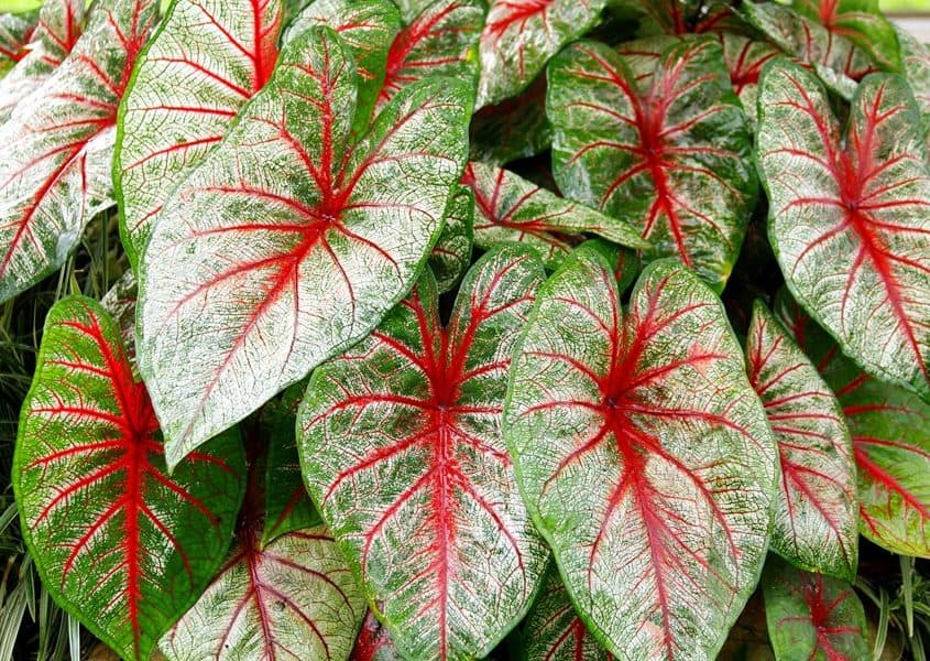 Caladium Purple Elephant Ear Plant - blow-job