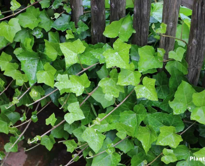 are ivy plants safe for dogs