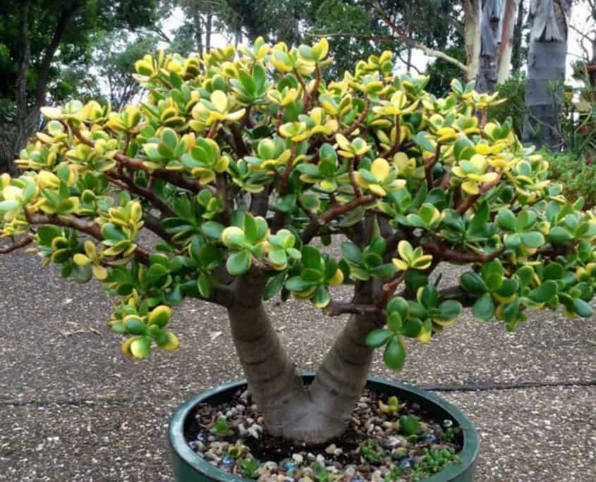 Jade (Crassula Ovata)