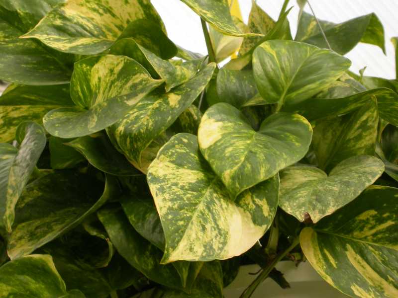 Pothos Devil's Ivy (Epipremnum Aureum)