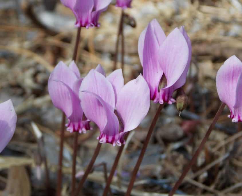 Sowbread (Cyclamen)