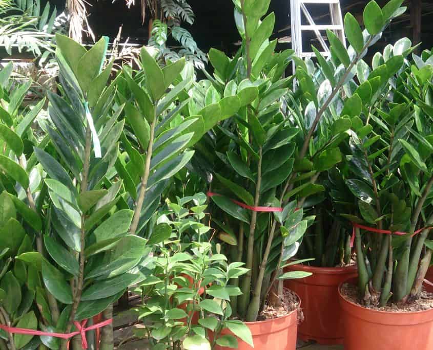 ZZ Plant (Zamioculcas)