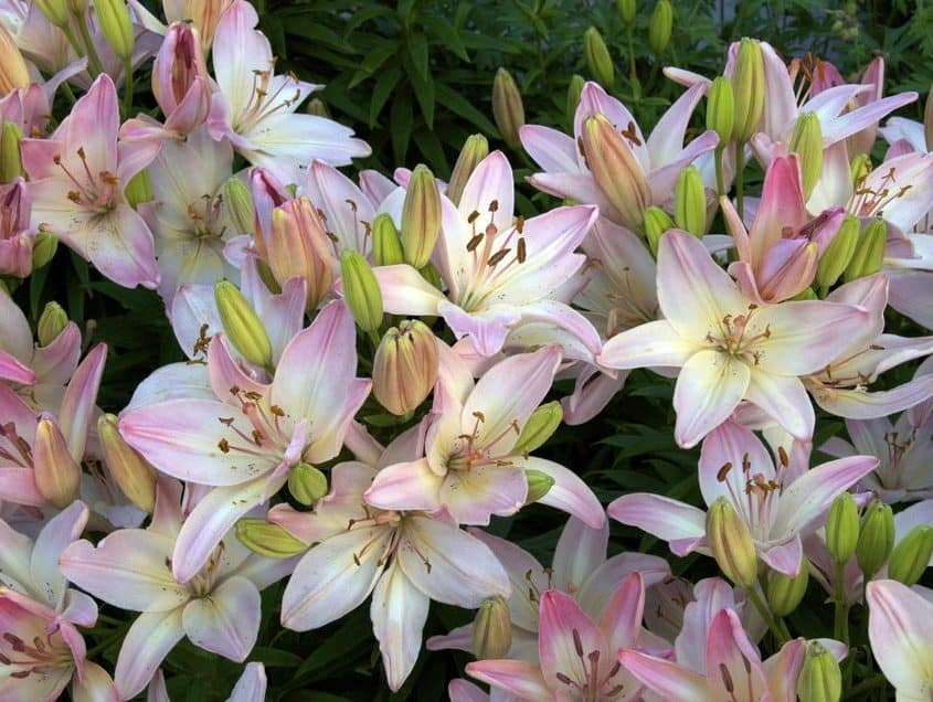 lillies