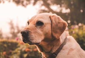 Dog with dry nose Matthews animal hospital