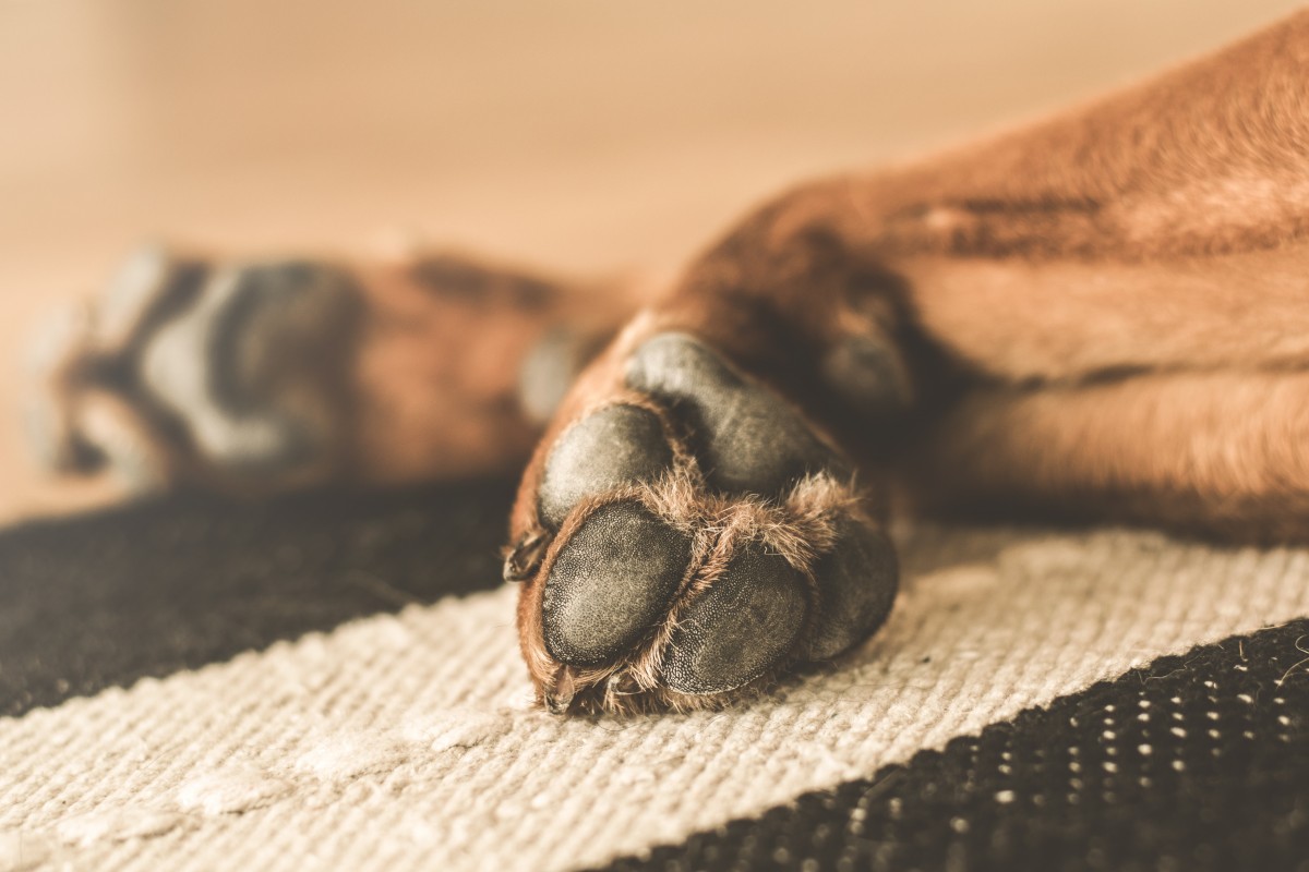 Summer Paw Protection for Your Pets in Charlotte, North Carolina