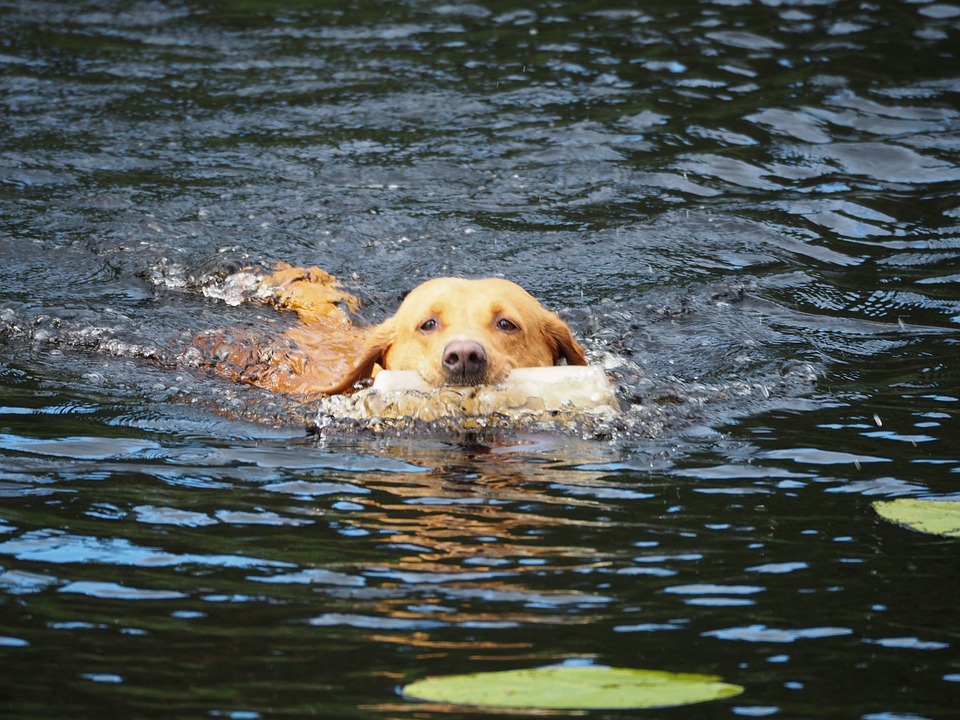 Tips for Taking Your Dog to the Lake This Summer