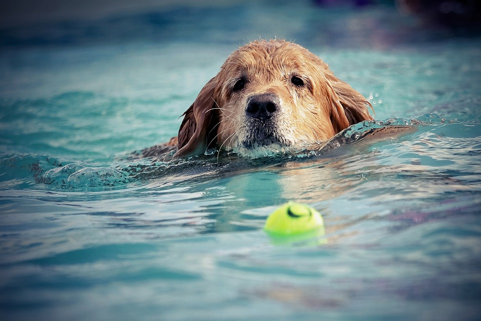 Dog Days of Summer: Keep Your Pet Cool in Charlotte, NC