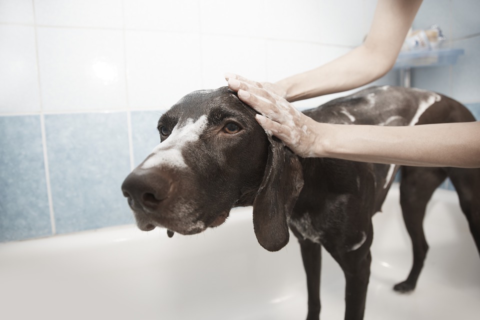 Important Considerations When Looking for a Groomer