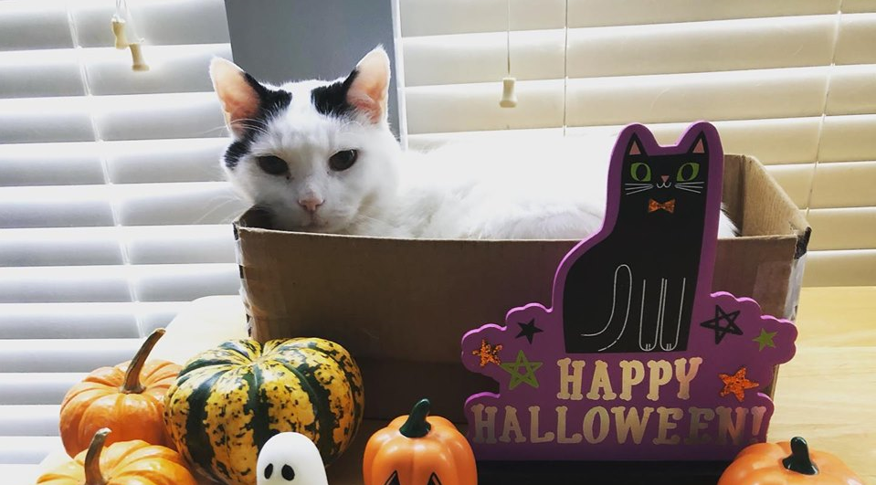 Halloween Tips for Your Pet