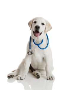 Veterinarian Clinics Weddington NC