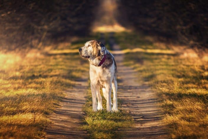 Dog on Farm