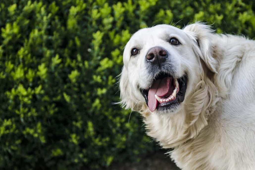 Pet Dental Month Charlotte, NC